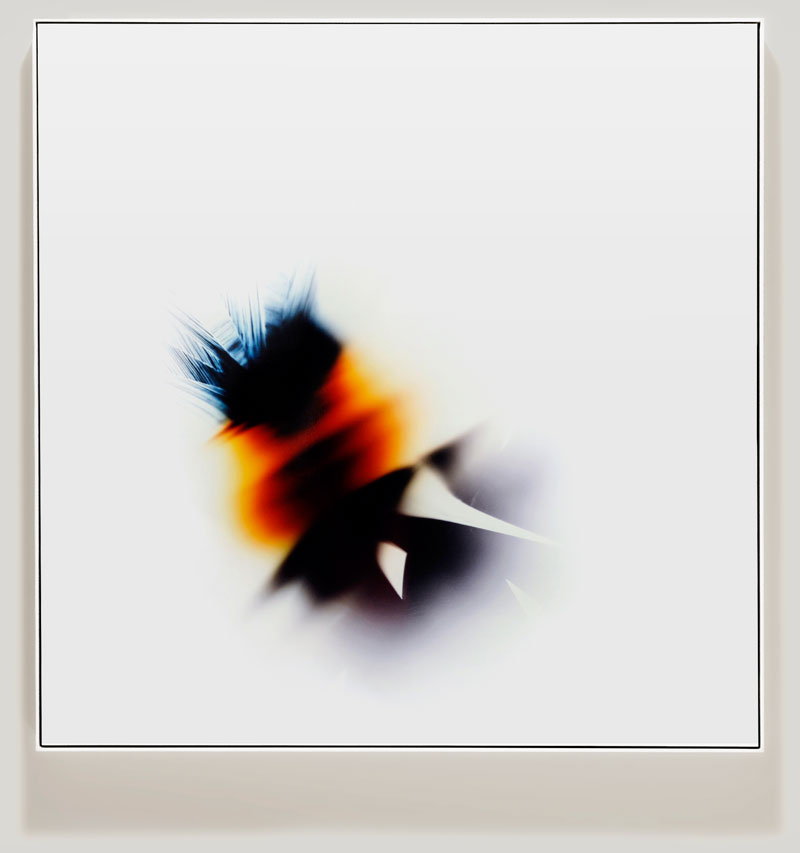 minimalist color photogram titled; Self Organized by artist Richard Slechta